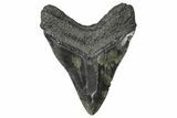 Serrated, Fossil Megalodon Tooth - South Carolina #367964-1